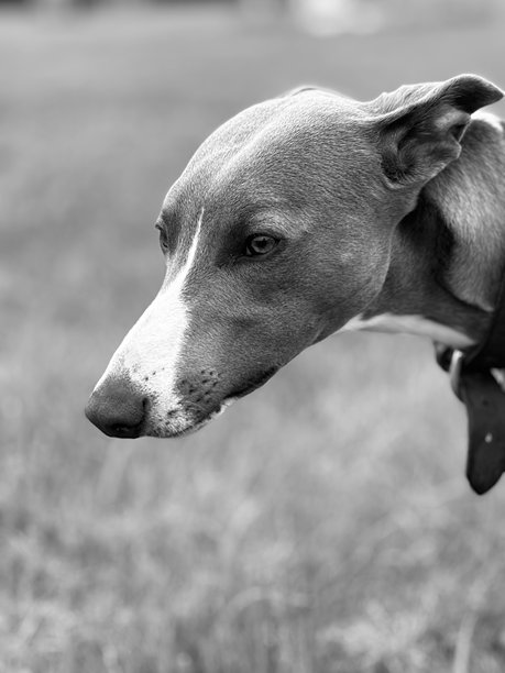 黑白优雅的猎犬头像肖像图片下载