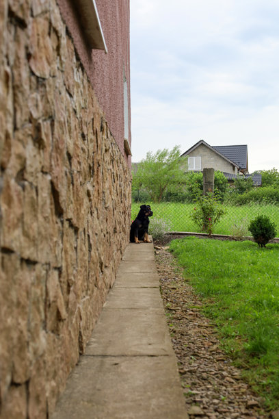 一只黑狗坐在铺有混凝土的小路上，旁边是一座装饰石材的房子。低角度拍摄的这张图片营造了视觉空间，突显了人类最好的朋友与建筑元素之间的对比。图片下载