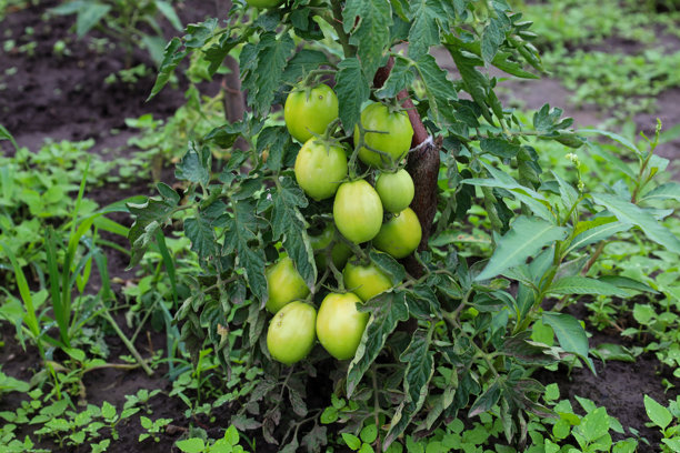 一株番茄植物在露天生长，结满了未成熟的绿色果实。这张照片传达了蔬菜成熟的自然过程，体现了乡村夏季生活的一部分。图片下载