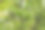 未成熟的绿色苹果挂在苹果树的枝条上，周围环绕着叶子。这张照片捕捉了夏季花园的氛围，期待着丰收和清新的感觉。图片下载