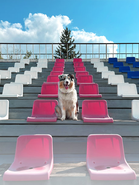 蓝色大理石色的澳大利亚牧羊犬坐在体育场内。五彩斑斓的座椅。竖版照片。图片下载