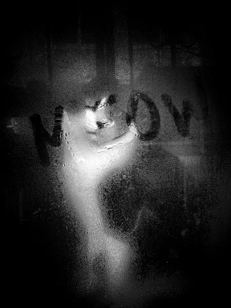 阴郁的黑白猫穿过雨雾朦胧的窗户，窗上写着“喵”字 – 黑白概念照片图片下载