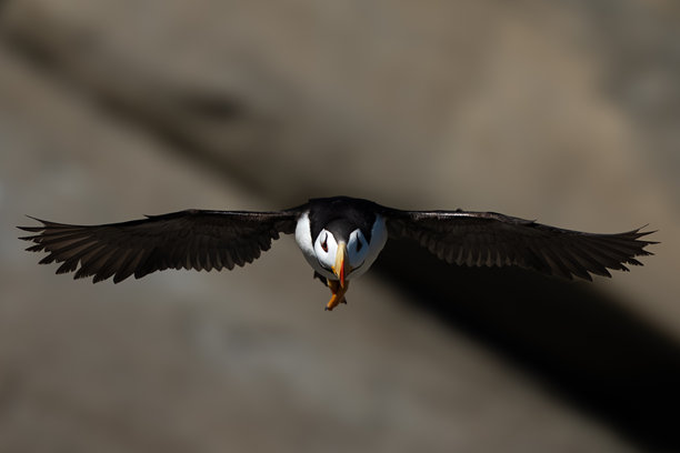 海雀的正面照片图片下载