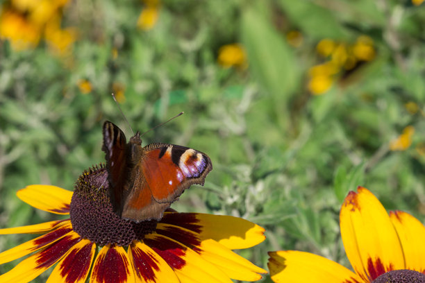 孔雀眼蝶停在黑心菊花上。野生动物。色彩丰富的昆虫特写宏观照片。特写镜头。留白空间。屏幕保护程序。散景。蝴蝶。阿格莱斯·伊奥。凤蝶科。图片下载
