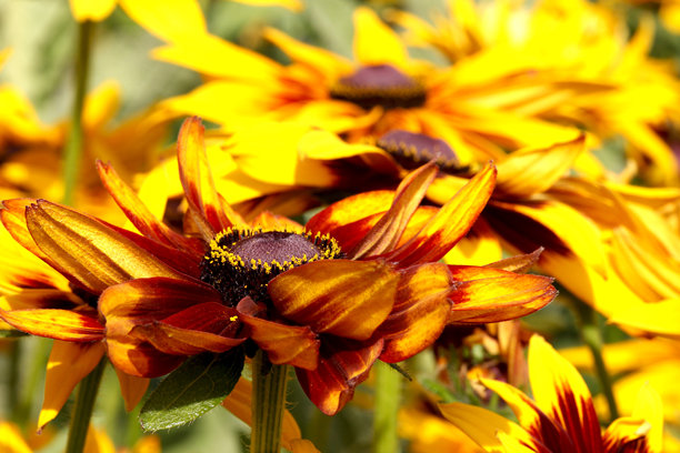 模糊背景中的黄色黑心菊花，带有散景效果。色彩斑斓的花卉特写照片。黑心菊。菊科。美丽的桌面壁纸。图片下载