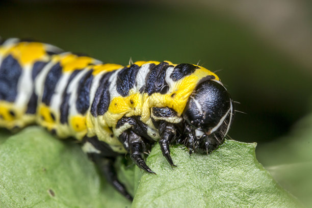 一只毛虫在绿色模糊背景上吃绿色叶子。色彩丰富的昆虫特写宏观照片。特写。毛虫。蝴蝶。Cucullia lactucae。夜蛾科。夜间。图片下载