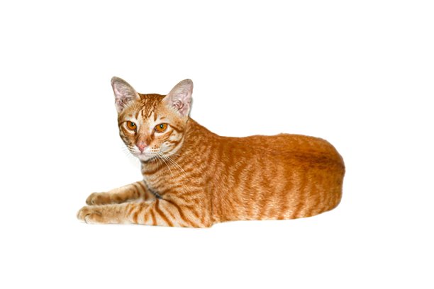 白色背景上的橙色猫咪图片，孤立概念。图片下载