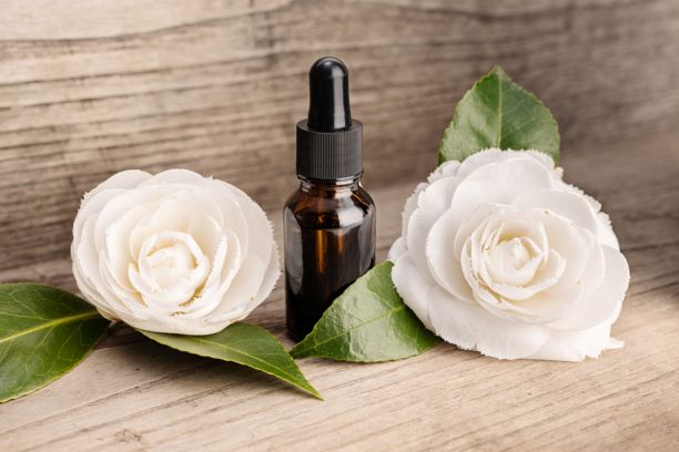 山茶花精油静物。琥珀色瓶子和山茶花放在乡村风格的木桌上图片下载