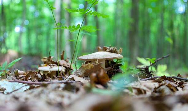 一朵美丽的蘑菇在落叶间的森林地面上生长，背景模糊的绿色景色。这张照片传达了自然的宁静氛围，非常适合关于自然、森林生态系统和野生动物的文章。图片下载