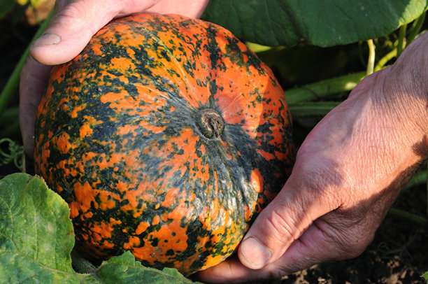 农民手中的橙色南瓜特写照片。图片下载