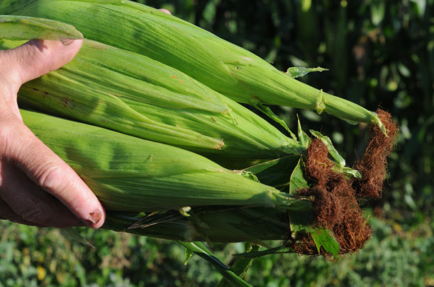 农民手中采摘的新鲜玉米。特写照片。图片下载