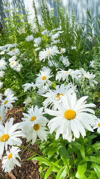 夏斯塔雏菊背景图片图片下载