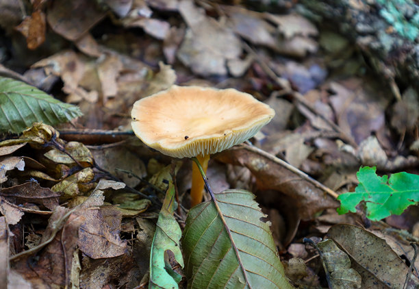 一朵精致的森林蘑菇，宽大的浅棕色帽子周围环绕着干枯的落叶。这张照片传达了秋季森林的宁静与安详。这朵孤独的蘑菇象征着自然的韧性与脆弱。图片下载