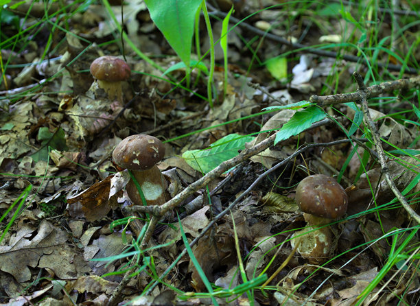 一组三个小森林蘑菇，周围是干枯的落叶和新鲜的绿草。这张照片展示了秋季森林的野性和多样性，古老与新生在这里共存。图片下载