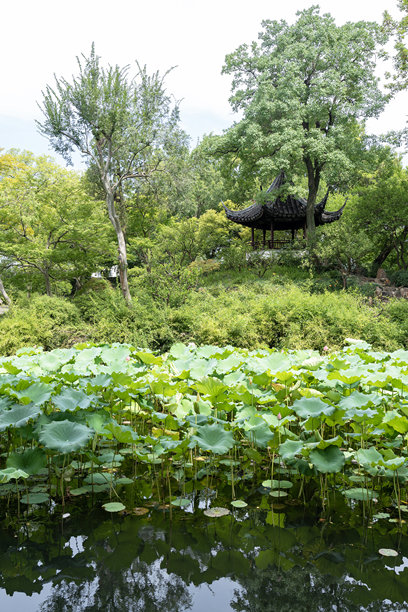 拙政园中的装饰性池塘，盛开着粉色莲花和凉亭，位于中国江苏省苏州市古城区。竖版图片图片下载