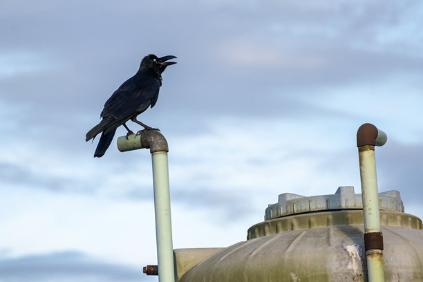 一只乌鸦栖息在屋顶的PVC管上，背景是广阔的多云下午天空。这张照片捕捉了鸟类的孤独特性和城市环境。图片下载
