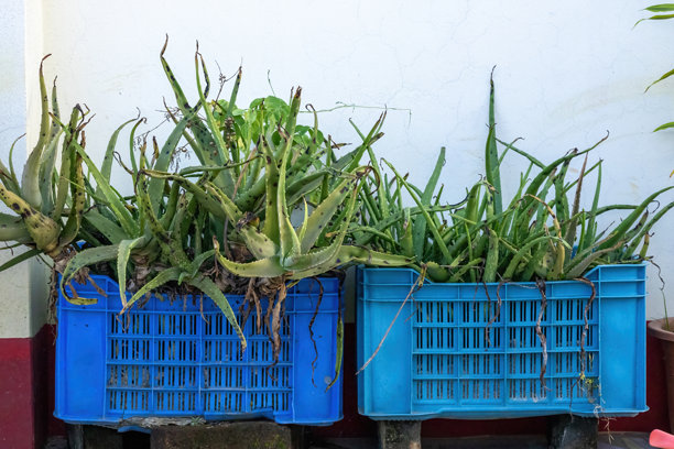 显示黑斑的芦荟植物，放置在蓝色花篮中，位于屋顶花园。这张照片展示了植物疾病及其对适当护理的需求。园艺与植物护理。图片下载