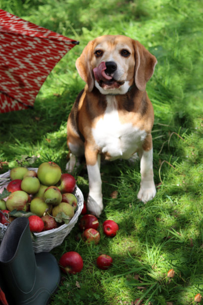 公园里绿草上的比格犬与红色雨伞，户外宠物照片图片下载