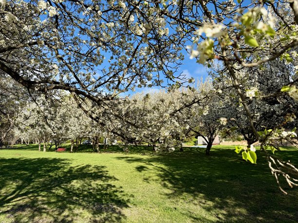 阿伯福伊尔公园，南阿德莱德，南澳大利亚：薄荷林公园的照片，梨花，观赏梨花（Pyrus calleryana）在春天盛开图片下载