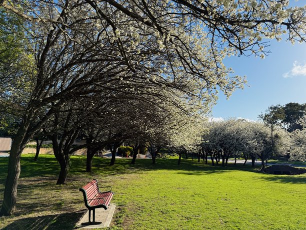阿伯福伊尔公园，南阿德莱德，南澳大利亚：薄荷林公园的照片，梨花，观赏梨花（Pyrus calleryana）在春天盛开图片下载