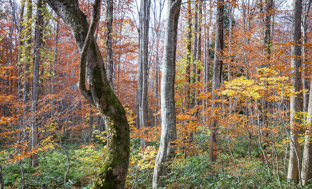 美丽的日本风景图片图片下载