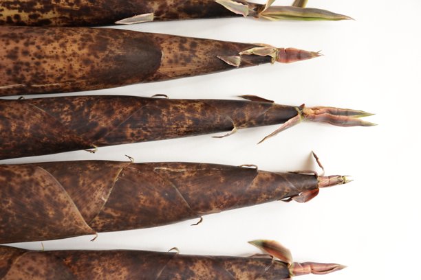 日本竹子生长的照片图片下载