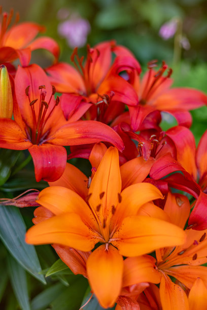 橙红色百合的特写照片图片下载