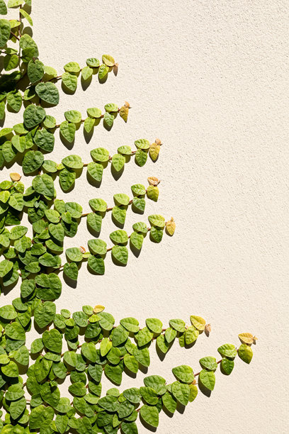 南美洲特有植物猫爪的特写照片。图片下载