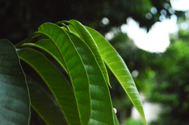 新鲜绿叶特写照片，展示叶子的纹理细节图片下载