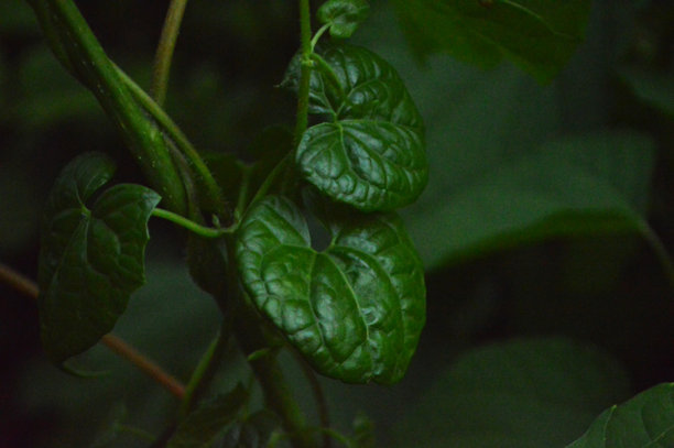 新鲜绿色叶子的特写照片，展示了叶子的纹理细节图片下载