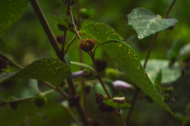 新鲜绿色叶子的特写照片，展示了叶子的纹理细节图片下载