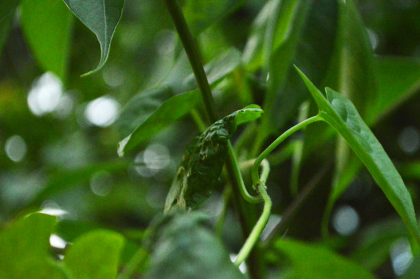 新鲜绿色叶子的特写照片，展示了叶子的纹理细节图片下载