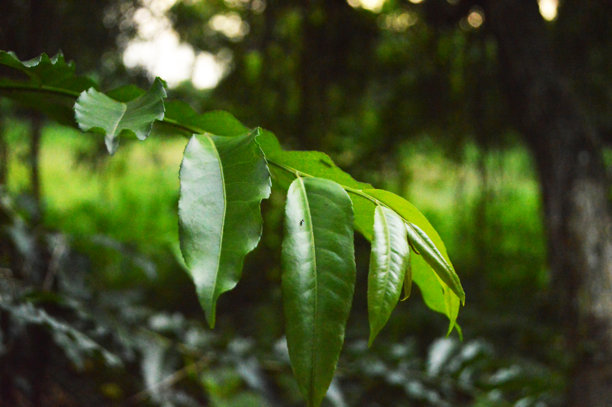 新鲜绿叶特写照片，展示叶子的纹理细节图片下载