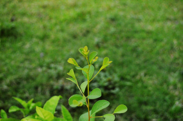 新鲜绿色叶子的特写照片，展示了叶子的纹理细节图片下载
