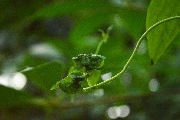 新鲜绿色叶子的特写照片，展示了叶子的纹理细节图片下载