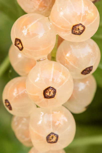 雨后灌木上的成熟白醋栗，微距照片。图片下载