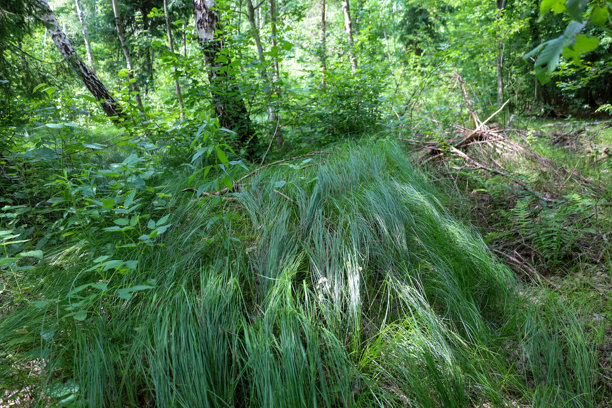 浓密的灌木丛和高草覆盖着森林空地，形成了一幅混乱却自然的景观。树木投射在草地上的阴影为照片增添了深度和神秘感，突显了野性的自然。图片下载