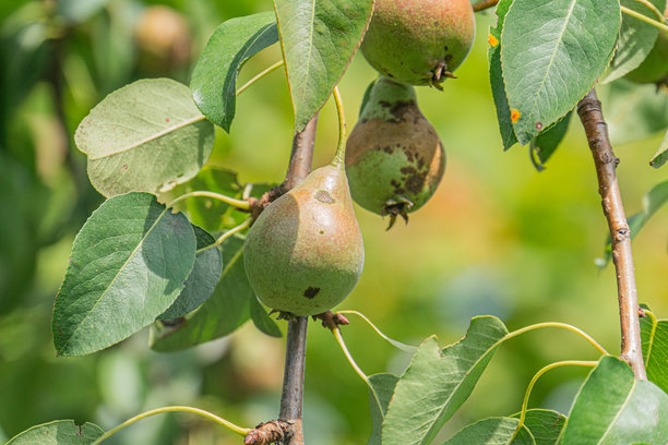 古老中欧村庄中苹果树枝的特写照片，树枝上挂满了不同大小和位置的绿色苹果，背景柔和模糊。图片下载
