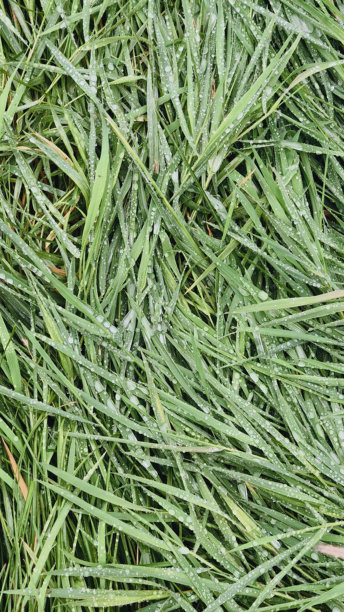 露珠滴落在绿色草地上的特写照片图片下载