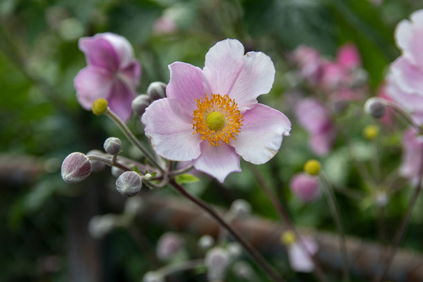 粉色日本秋牡丹花的库存照片图片下载