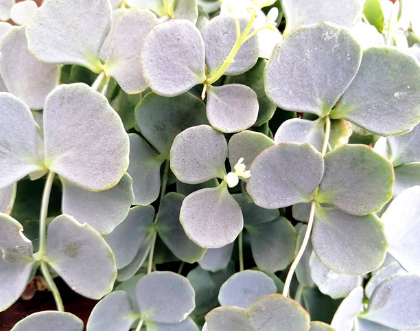 多肉植物特写照片。景天植物照片。西伯利亚景天照片。图片下载