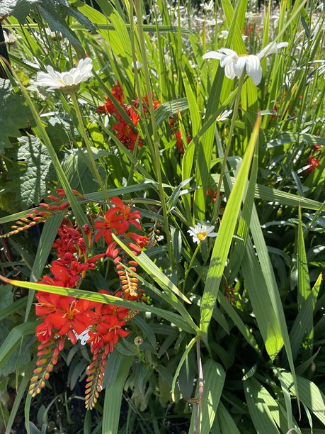 一张特写照片，展示了鲜艳的红花和白色雏菊以及叶子，带有阴影效果。拍摄于阳光明媚的切eshire。图片下载
