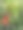 一张特写照片，展示了鲜艳的红花和白色雏菊以及叶子，带有阴影效果。拍摄于阳光明媚的切eshire。图片下载