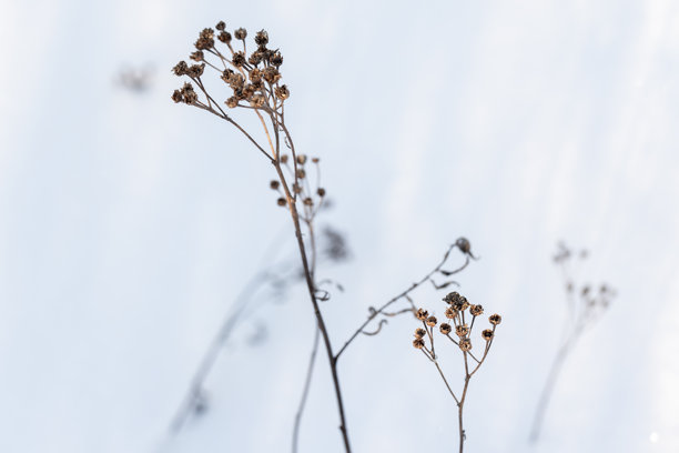 干燥的蓟花放置在白色雪地背景上，抽象自然冬季照片图片下载
