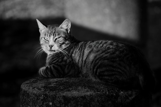 黑白照片中，一只虎斑猫躺在石头表面上，正面朝向镜头，表情平静而严肃。图片下载