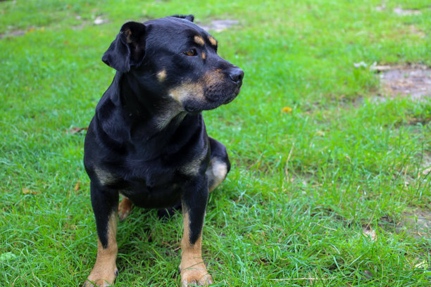 一只表情丰富的猎犬坐在绿草上，专注地望向一侧。照片传达了宠物的优雅、忠诚和保护特质。图片下载
