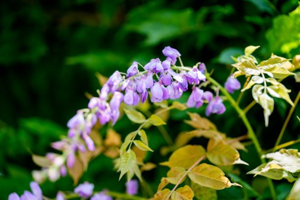 春天盛开的粉色紫藤花特写照片。图片下载