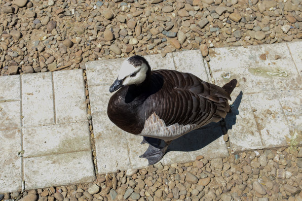 这张照片展示了一只加拿大鹅站在阳光明媚的日子里铺有瓷砖和碎石的小路上。它正明显地朝着镜头看，给这幅图像增添了一种个性。图片下载