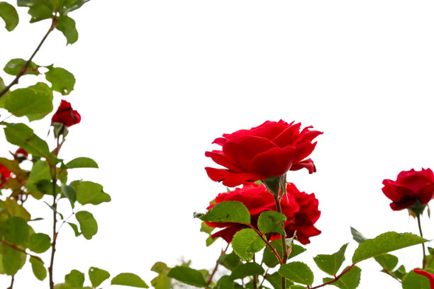 丰盛的红玫瑰与生机勃勃的绿色叶子优雅绽放，形成迷人的对比。这张图片非常适合与自然、花艺、美丽或浪漫相关的主题。图片下载