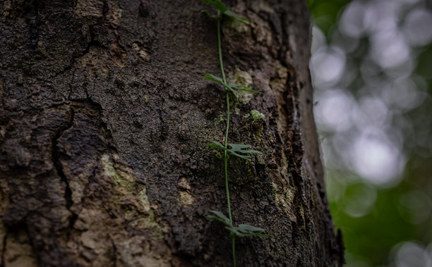 树上生长的藤蔓图片图片下载